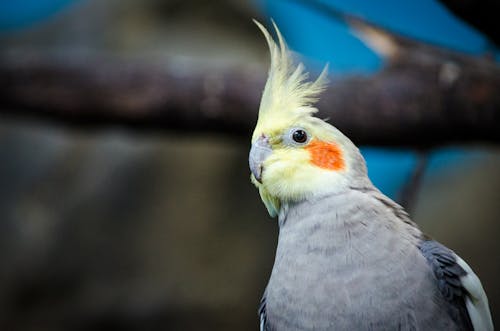 博伊德, 沃格爾, 鳥 的 免費圖庫相片