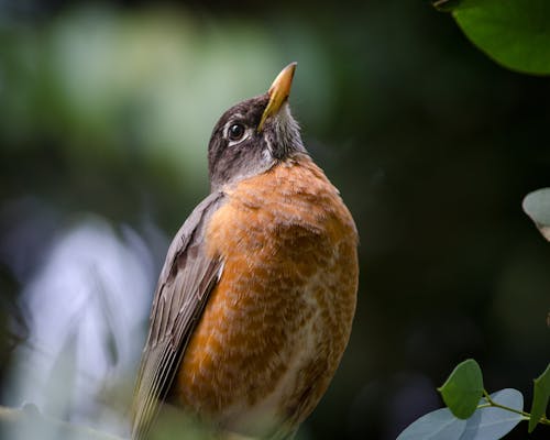 動物, 特寫鏡頭, 知更鳥 的 免費圖庫相片