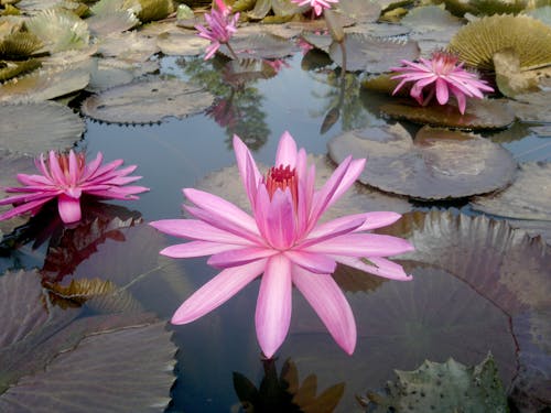 Free stock photo of flower, lotus, pink