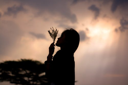 Silhouette of Woman Holding Wheat during Sunset