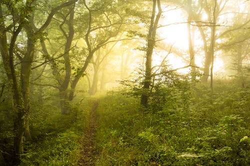박무, 삼림지대, 숲의 무료 스톡 사진