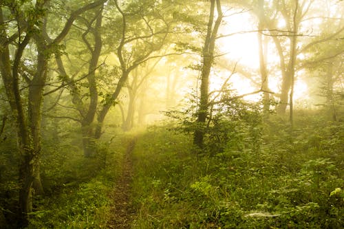 Foto profissional grátis de ao ar livre, árvores, floresta