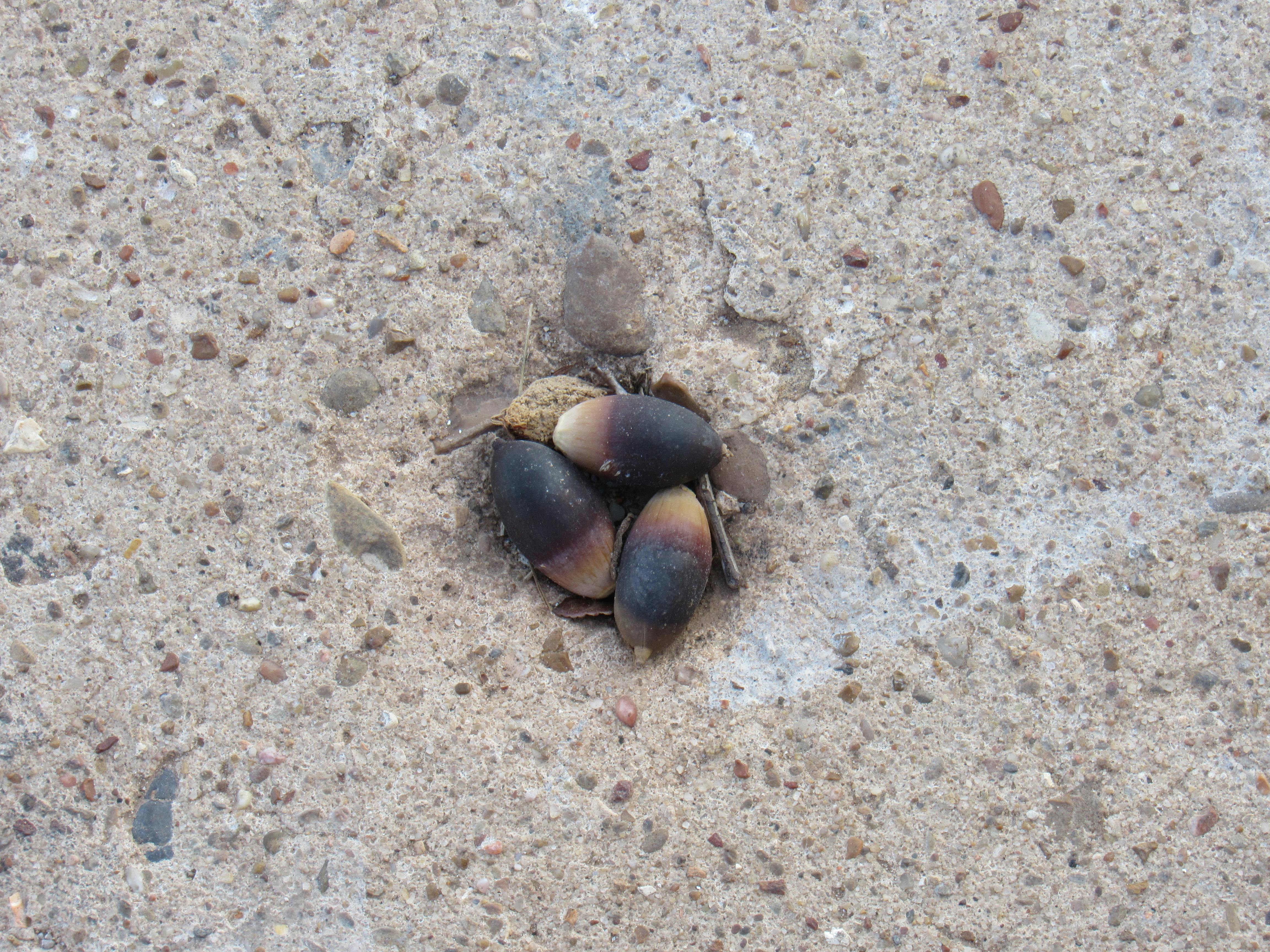Free stock photo of acorn, acorns, autumn decoration