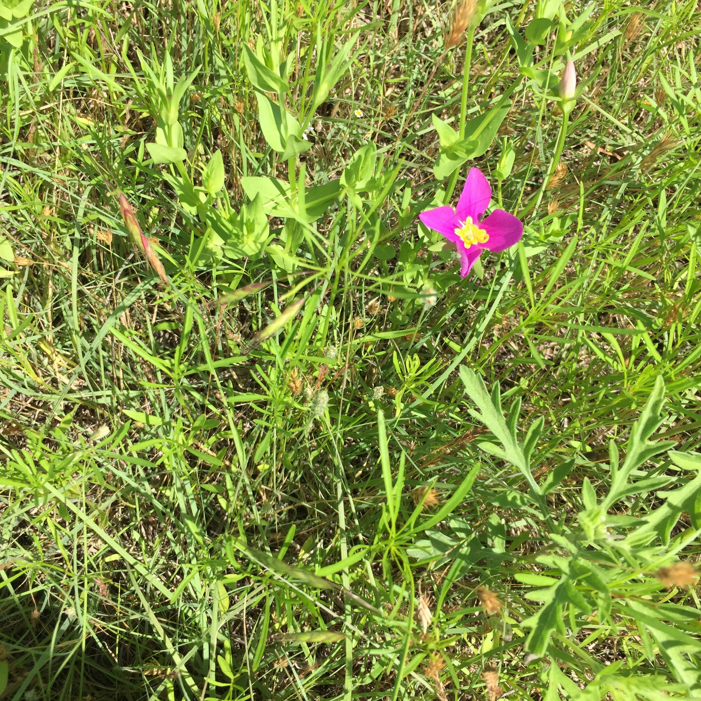 Free stock photo of flower, flowers, green