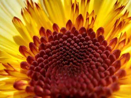 Gratis Fotos de stock gratuitas de flor, floreciente, naturaleza Foto de stock