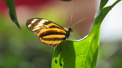 Yellow and Black Butterfly on Green Leaf