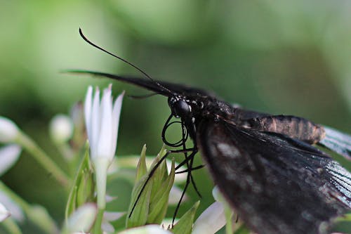 Close Up Shot of a Black Buttterfly