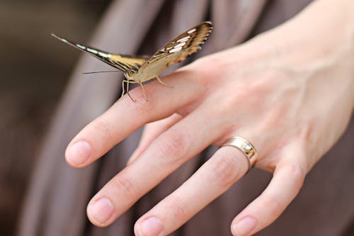 Free Butterfly on a Person's Finger Stock Photo