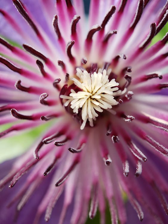 Free Close Up Shot of a Flower Stock Photo