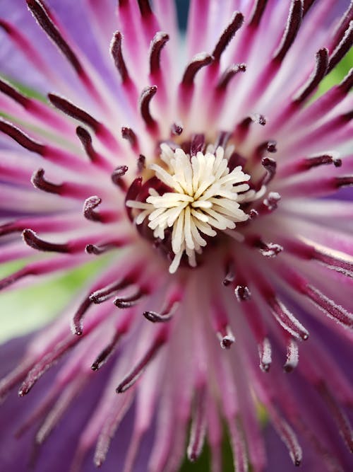 Free Close Up Shot of a Flower Stock Photo