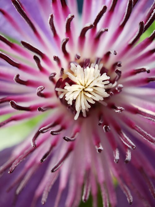 Close Up Shot of a Flower