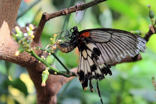 Free Black Butterfly Perched on Tee Branch Stock Photo