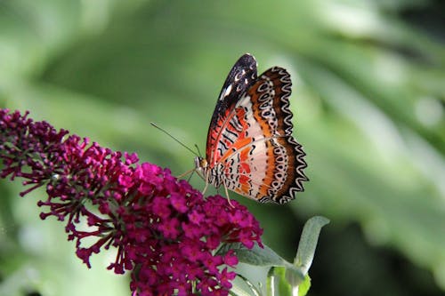 곤충, 나비, 날개의 무료 스톡 사진