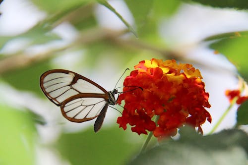 Butterfly on Orange Flowers