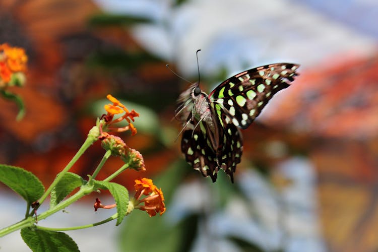 Butterfly Flying Near A Flower