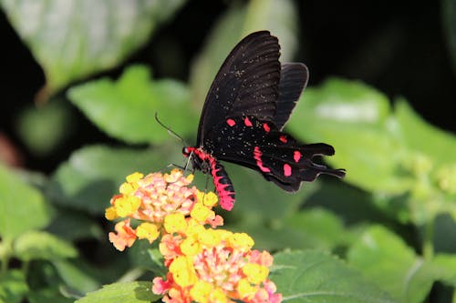 Black and Pink Butterfly on a Flower