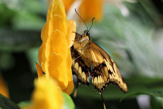 Detailed macro shot of a butterfly feeding on a yellow flower outdoors.