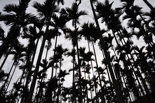 Low Angle Photography of Palm Trees