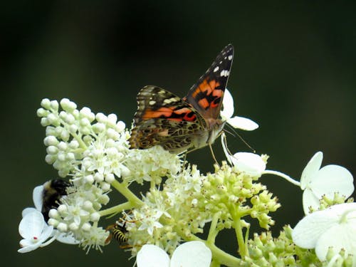 Бесплатное стоковое фото с бабочка, крупный план, крылья