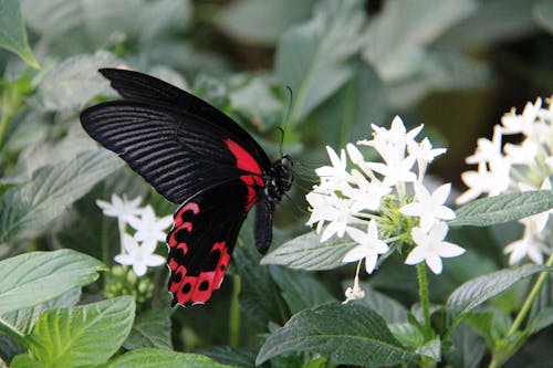 무료 나비, 나비 벽지, 날개의 무료 스톡 사진