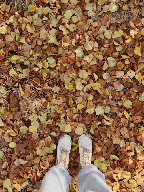 Free A Person in White Sneakers Standing on the Ground Full of Dried Leaves Stock Photo