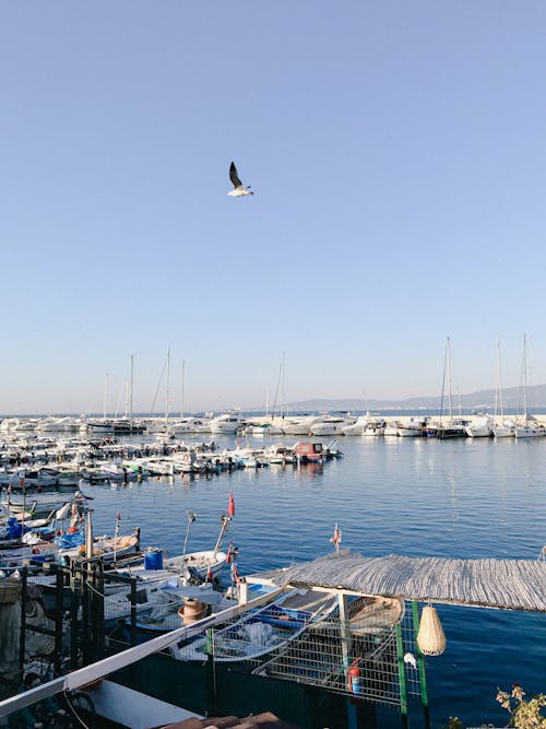 Seagull Flying Over Docks