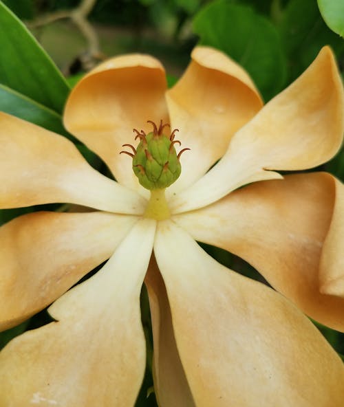 Extreme Close-up of a Yellow Flower