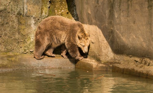 Free Brown Bear on Water Near Concrete Wall Stock Photo
