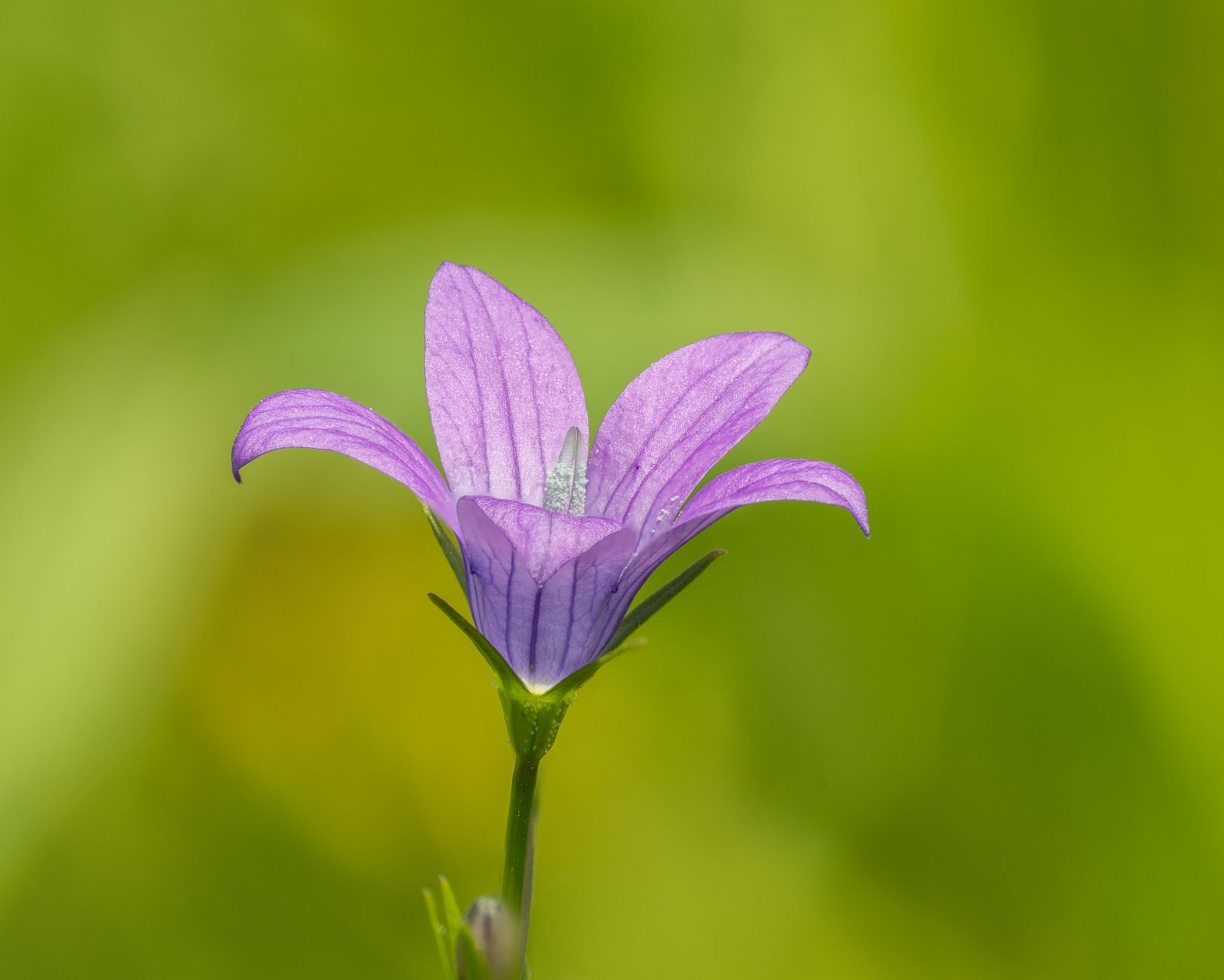 Glockenblume