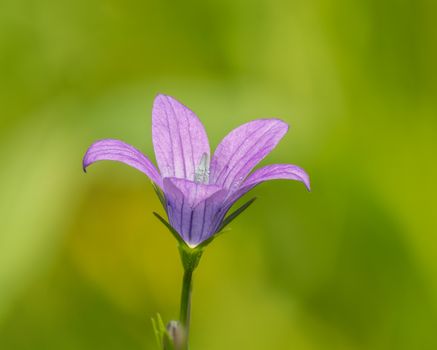 purple balloon flower bellflower