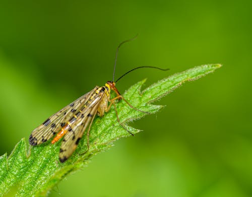 Insect Sitting on Leaf Tip