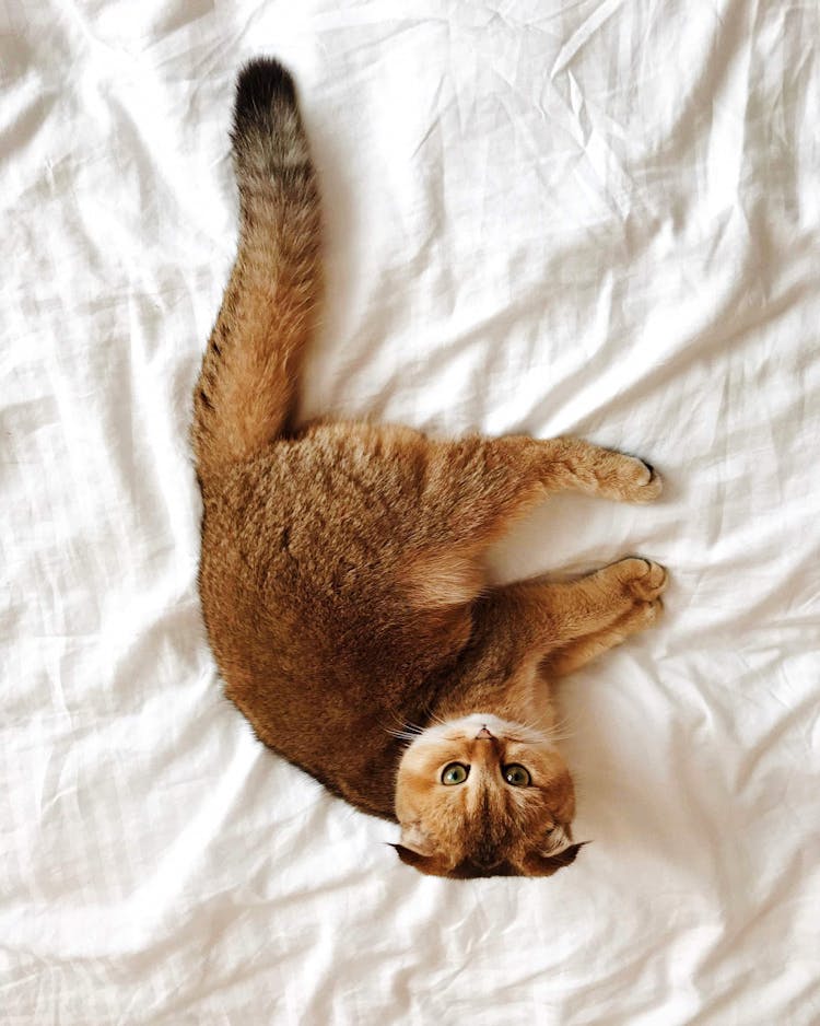 Cat Resting On White Sheets