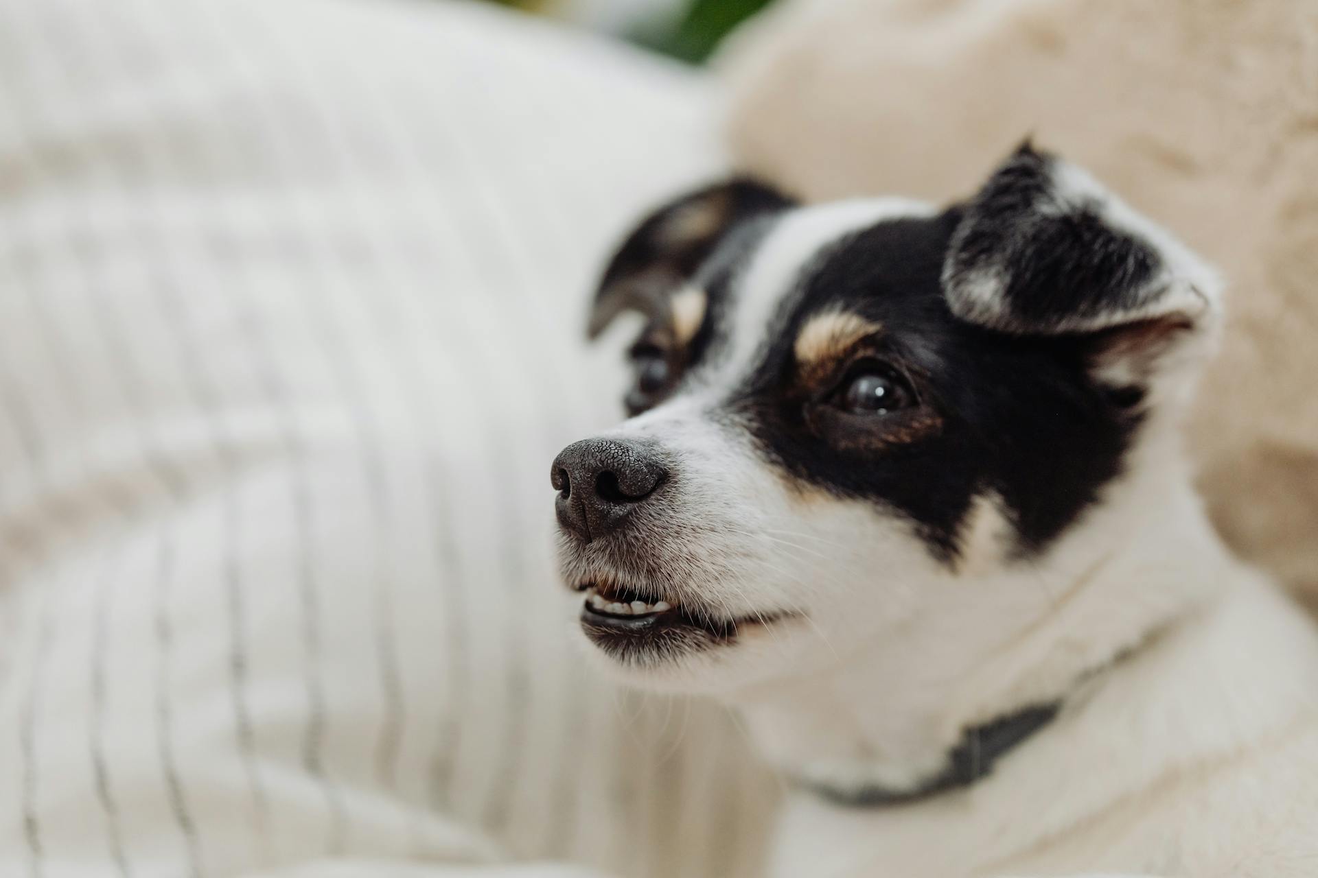 Black and White Short Coated Puppy