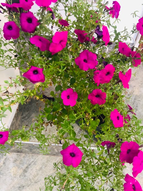 Imagine de stoc gratuită din plante cu flori