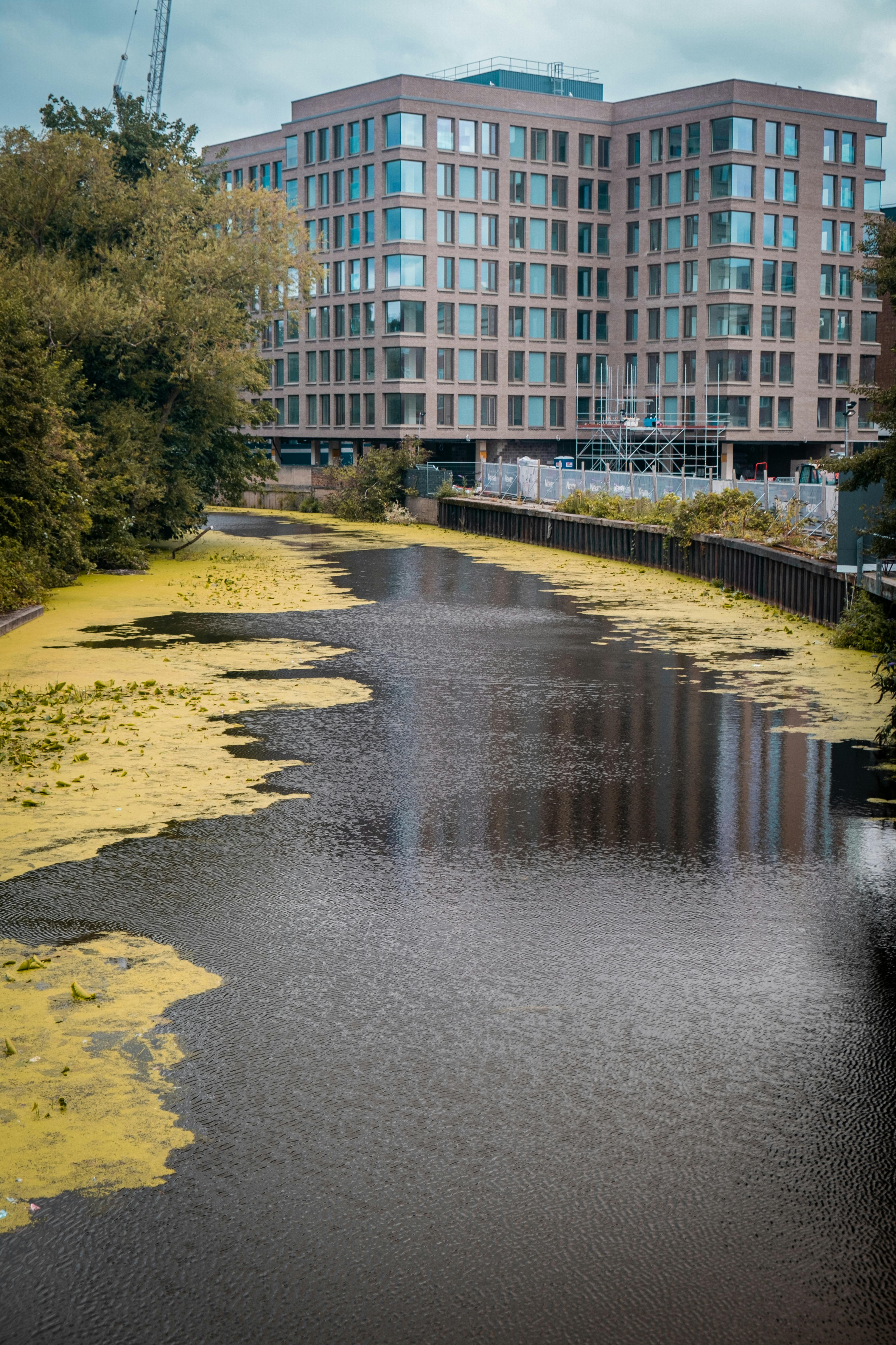 mossy river near a building