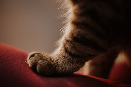Cute domestic tabby paw with fluffy gray fur standing on soft red pillow at home