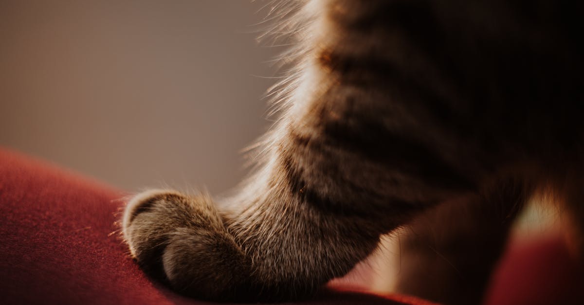 How to get cat pee smell out of couch cushion