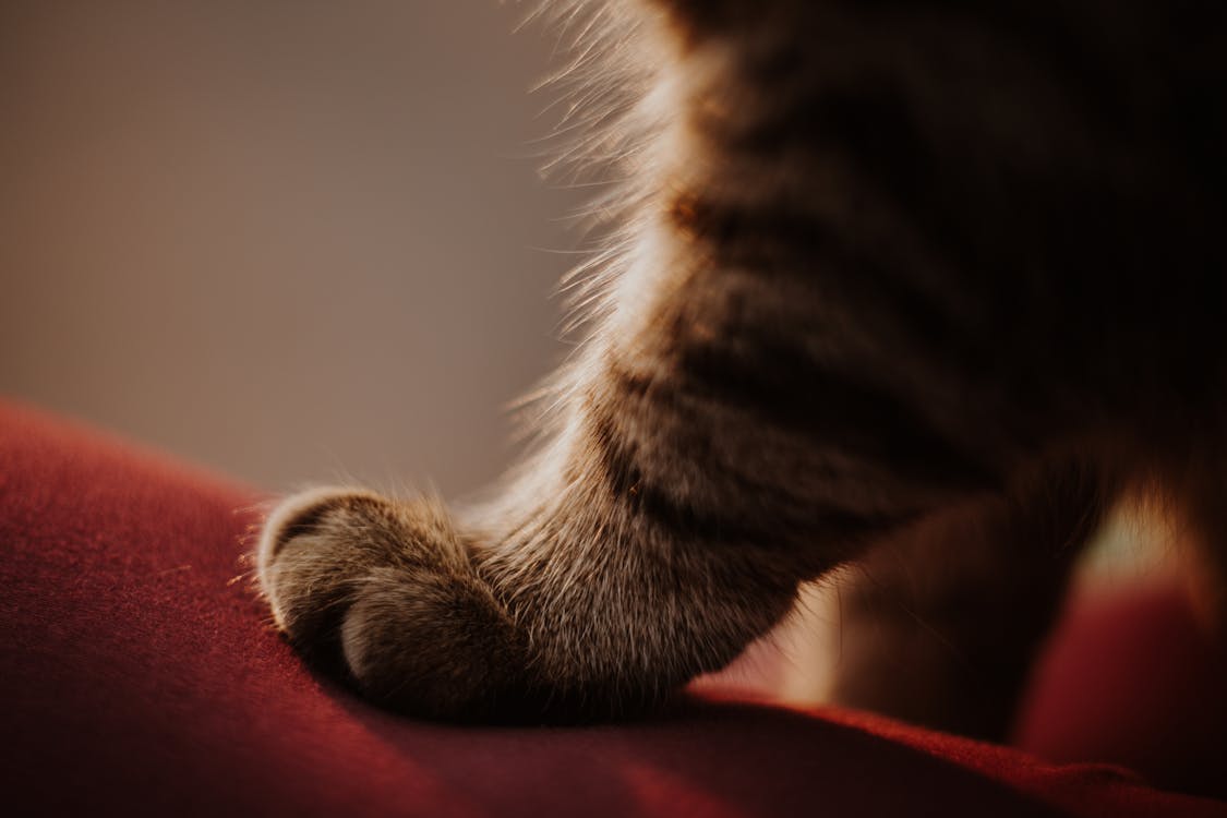Free Cute domestic tabby paw with fluffy gray fur standing on soft red pillow at home Stock Photo
