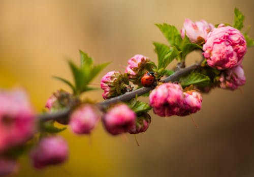 Ladybug sitting on flowering almond twig