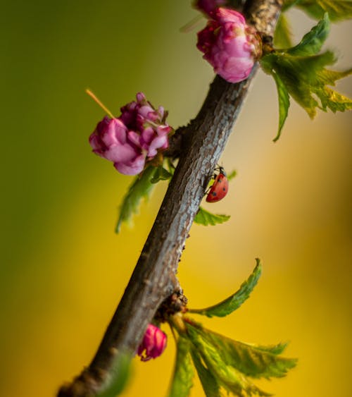 Free Red ladybug crawling on delicate almond shrub branch with pink blossoming flowers in garden Stock Photo