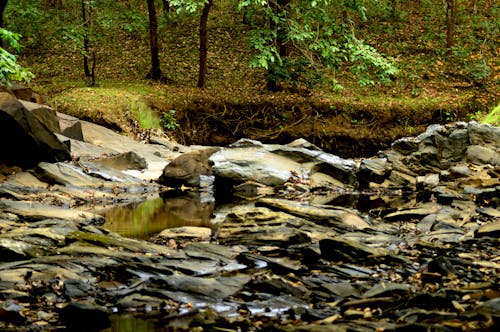 Free stock photo of autumn atmosphere, autumn color, autumn forest