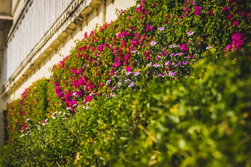 Free stock photo of architecture, attraction, blooming