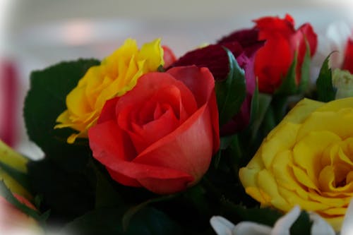 Бесплатное стоковое фото с букет цветов