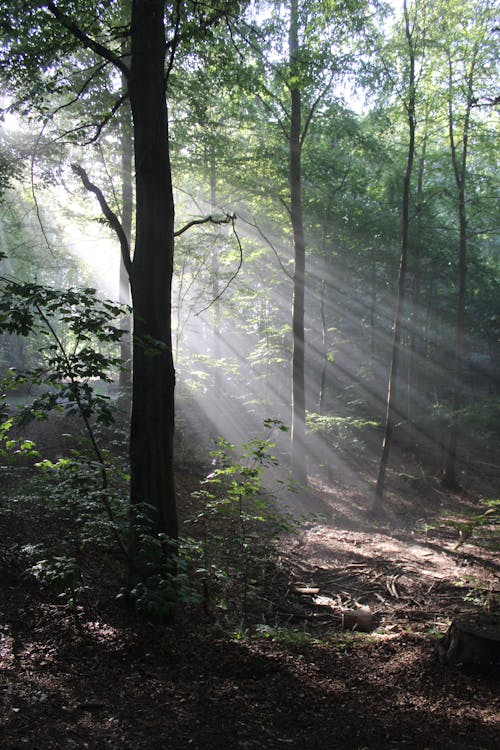 Free Sunrays Beaming Through Trees Stock Photo