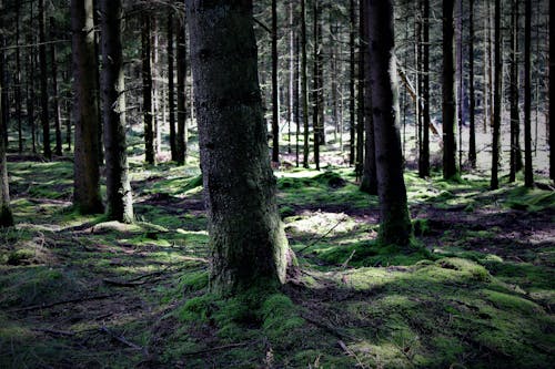 Ücretsiz ağaçlar, çevre, doğa içeren Ücretsiz stok fotoğraf Stok Fotoğraflar