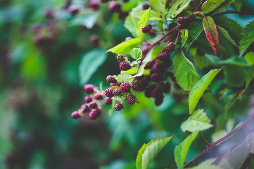 Free Macro photo of ripe and unripe blackberries on a green shrub branch. Stock Photo