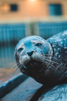 A detailed close-up of a harbor seal showcasing its features, ideal for nature and wildlife themes.