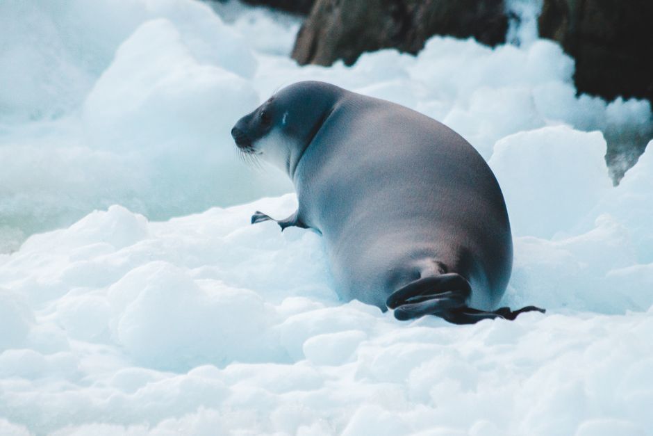 Antarctic Tundra illustration 2