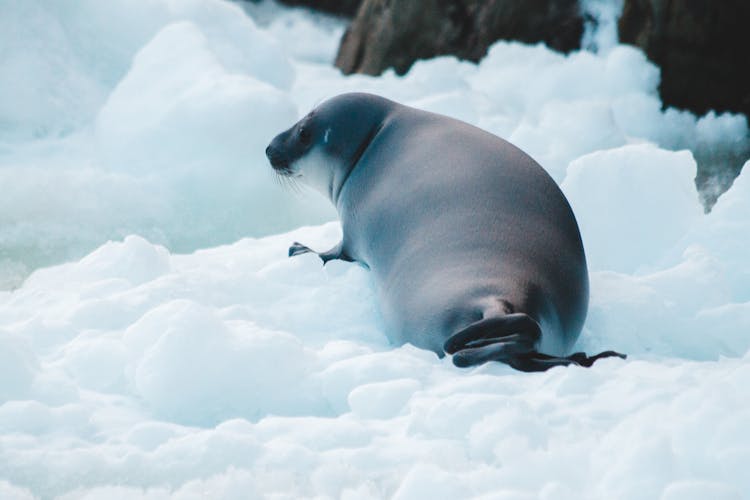 Seal On Snow Covered Ground