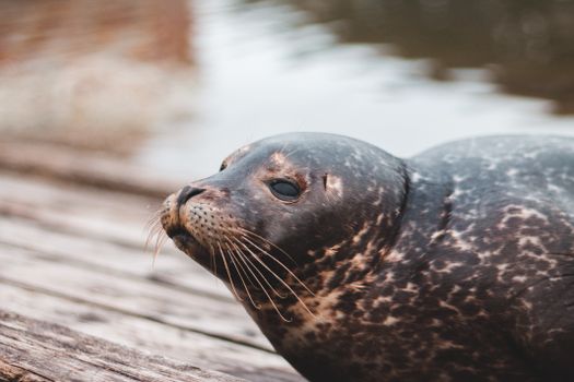 Intimate close-up of a harbor seal on a wooden platform by the water, capturing its natural beauty.